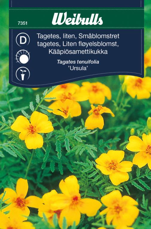 Tagetes lille 'Ursula'