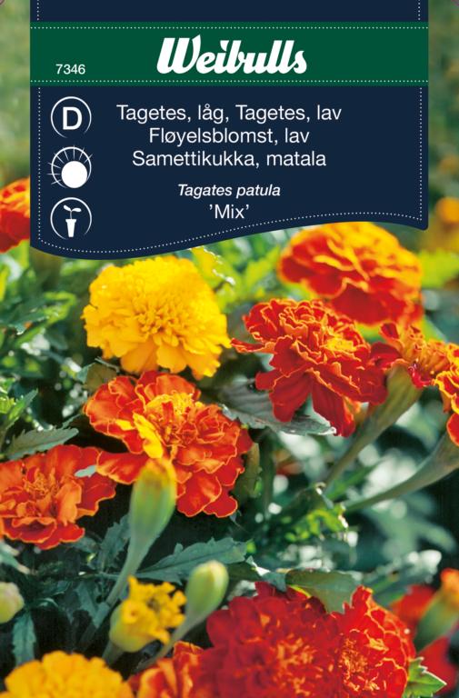 Tagetes lav 'mix'