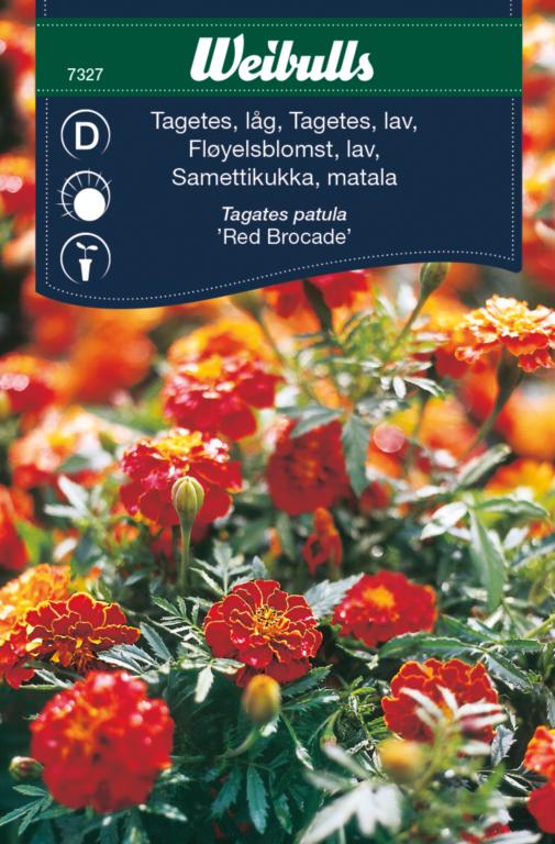 Tagetes 'Red Brocade'