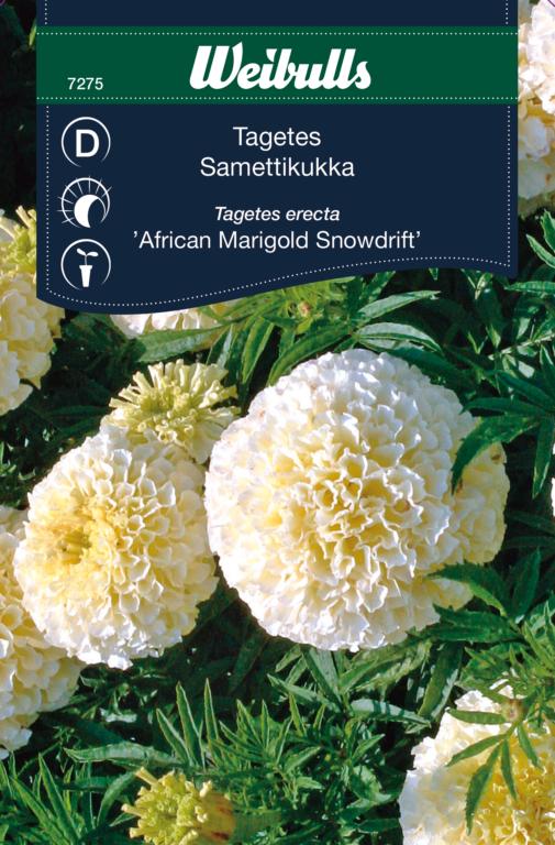 Tagetes 'African Marigold Snowdrift'