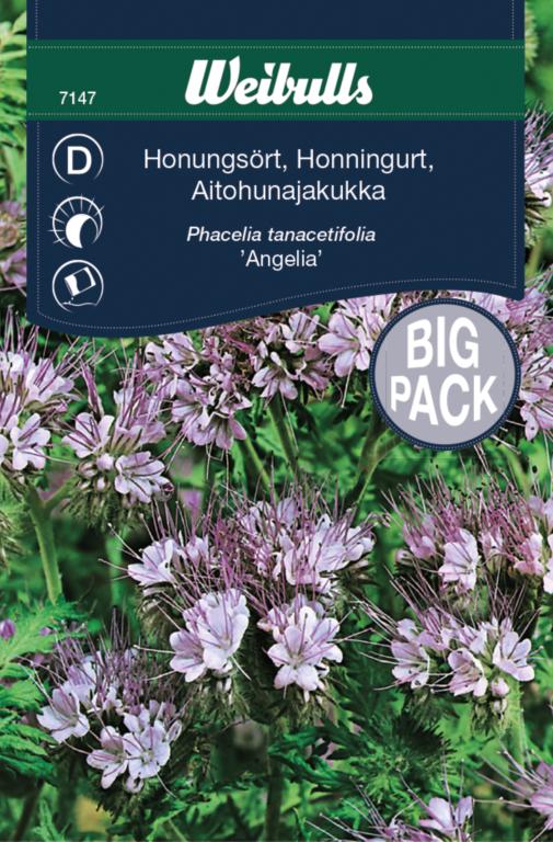 Honningurt 'Angelia'