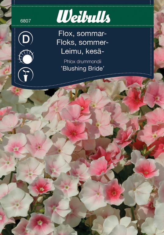 Floks sommer 'Blushing Bride'