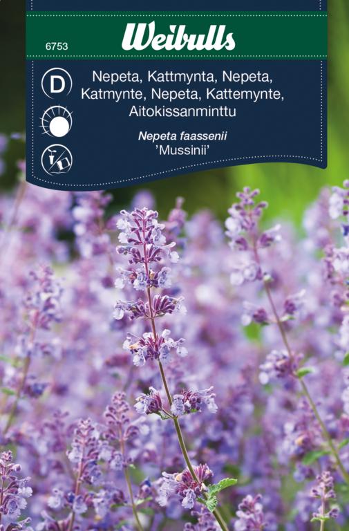 Nepeta kant Katmynte 'Mussinii'