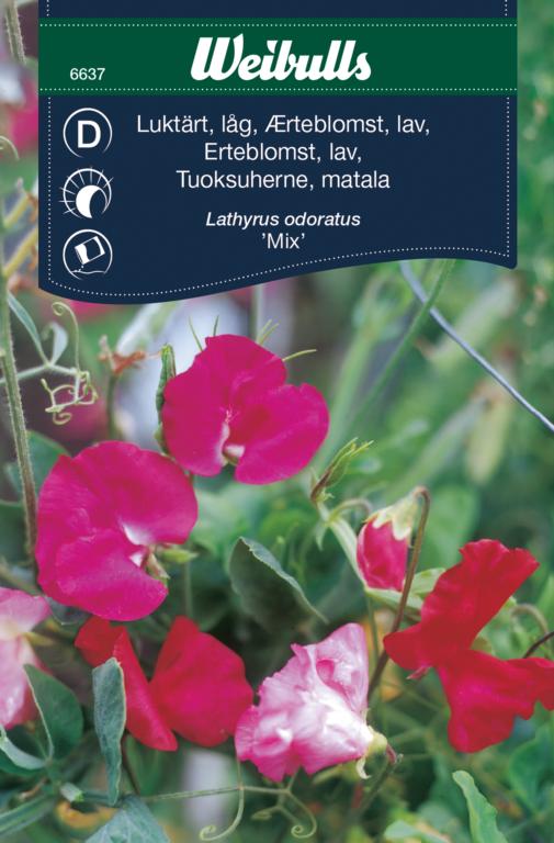 Ærteblomst lav 'mix'