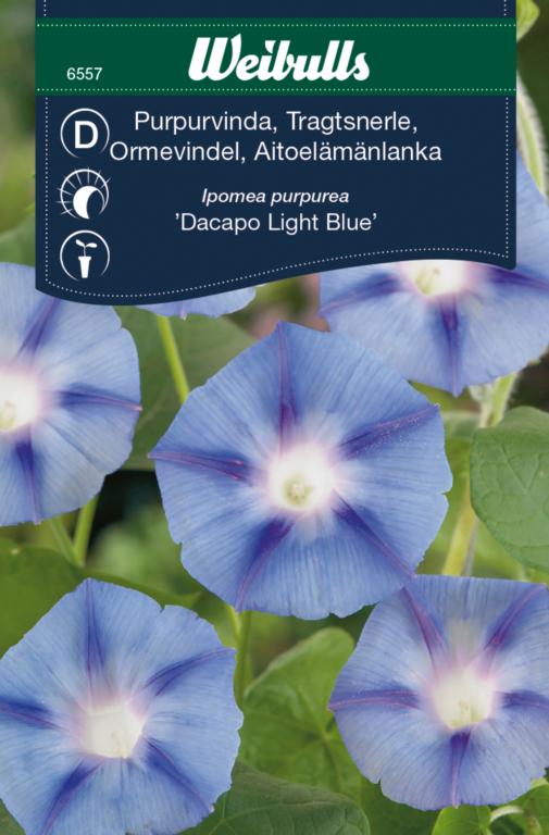 Tragtblomst 'dacapo light blue'