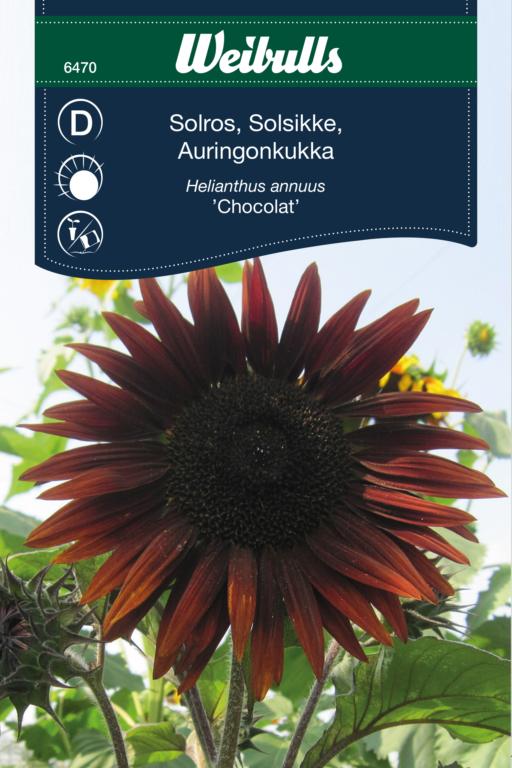 Solsikke 'Chocolat'