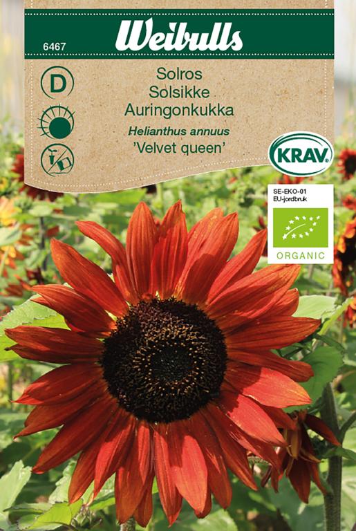 Solsikke 'Velvet queen' ØKO