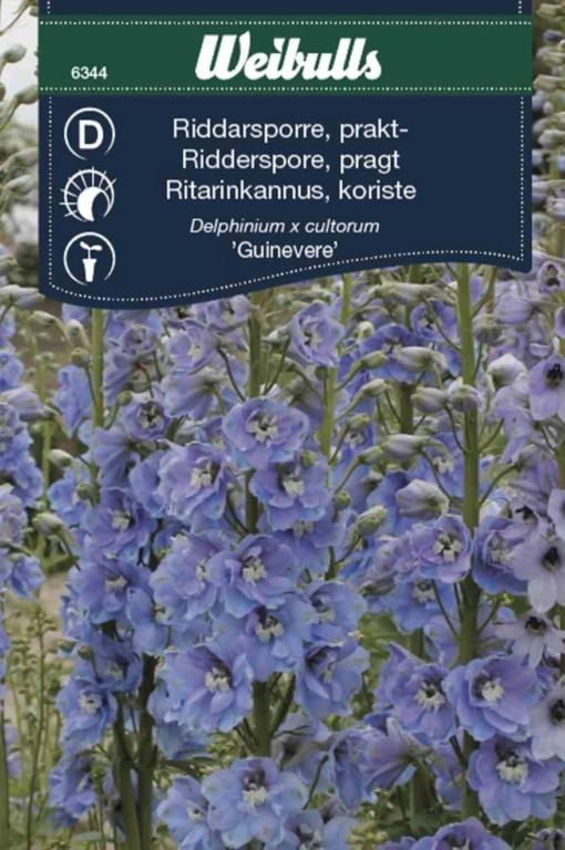 Riddersporre pragt 'Guinevere'