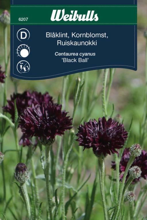 Kornblomst 'Black Ball'
