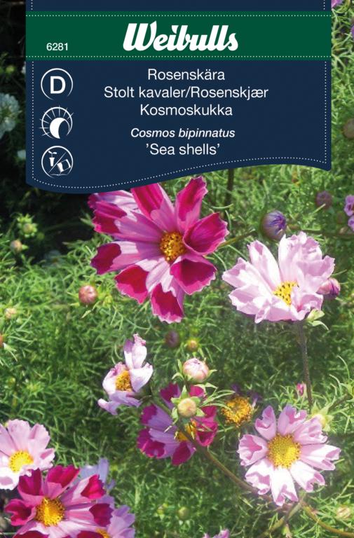 Stolte kavalerer 'Sea Shells'