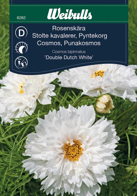 Stolte kavalerer 'Double Dutch White'