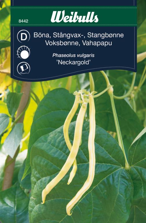 Bønne stang 'Neckargold'