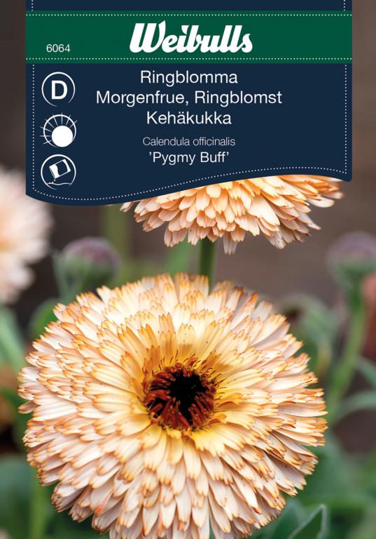 Morgenfrue 'Pygmy Buff'