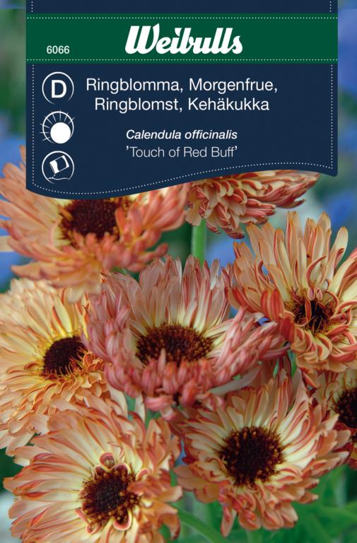 Morgenfrue 'Touch of Red Buff'