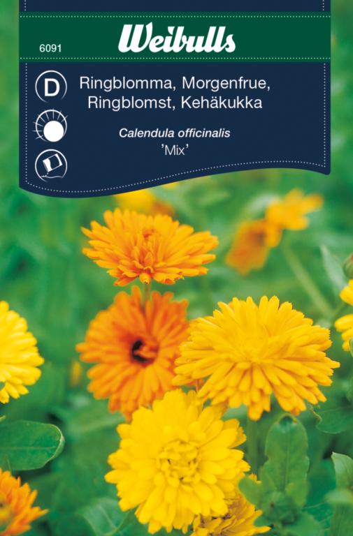 Morgenfrue 'mix'
