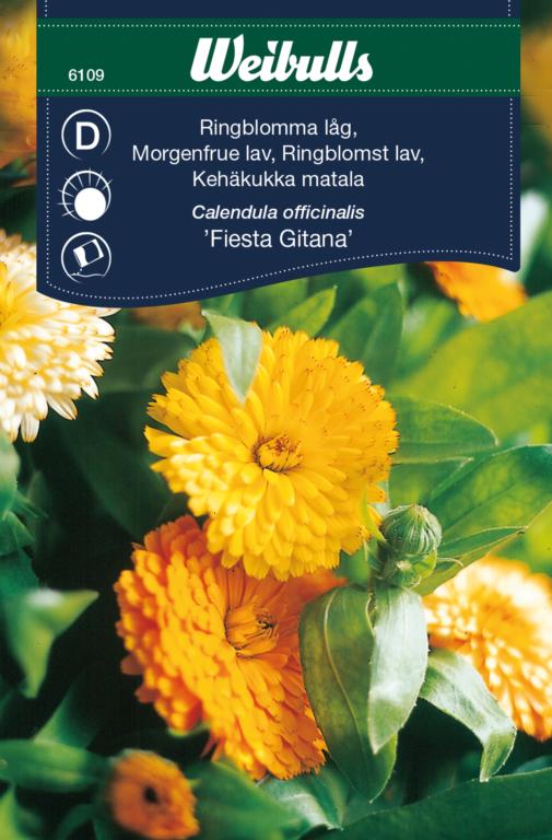 Morgenfrue lav blandet 'Fiesta Gitana'
