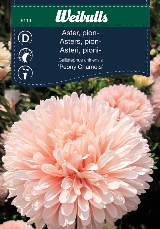 Asters pion- 'Peony Chamois'