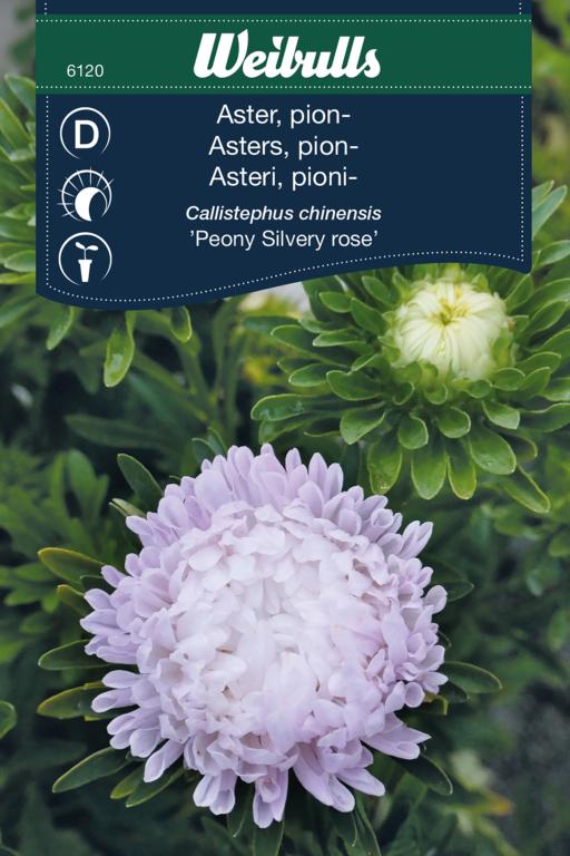 Asters pion- 'Peony Silvery Rose'