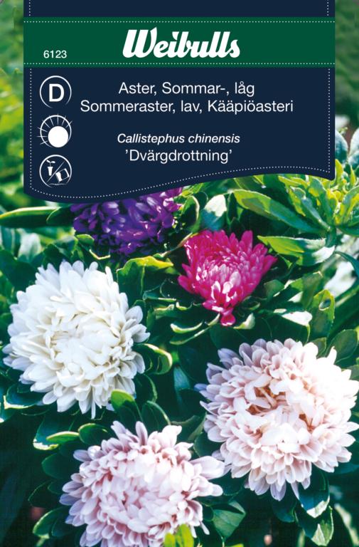 Asters lav sommer 'Dvärgdrottning'