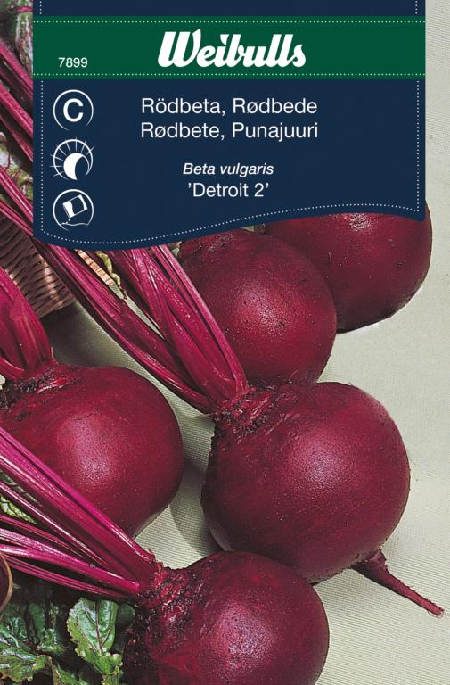 Rødbede 'Detroit 2'