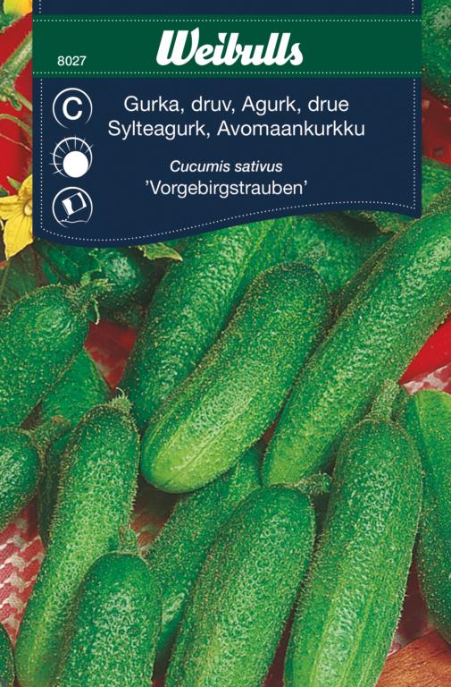 Agurk drue 'Vorgebirgstrauben'