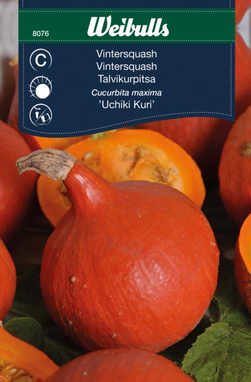 Græskar (Vintersquash) 'Uchiki Kuri'