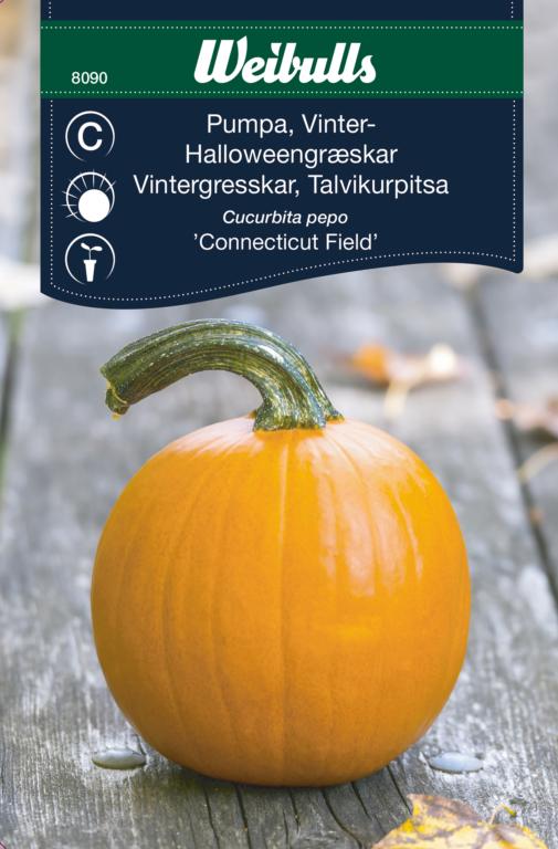 Græskar halloween 'Connecticut Field'