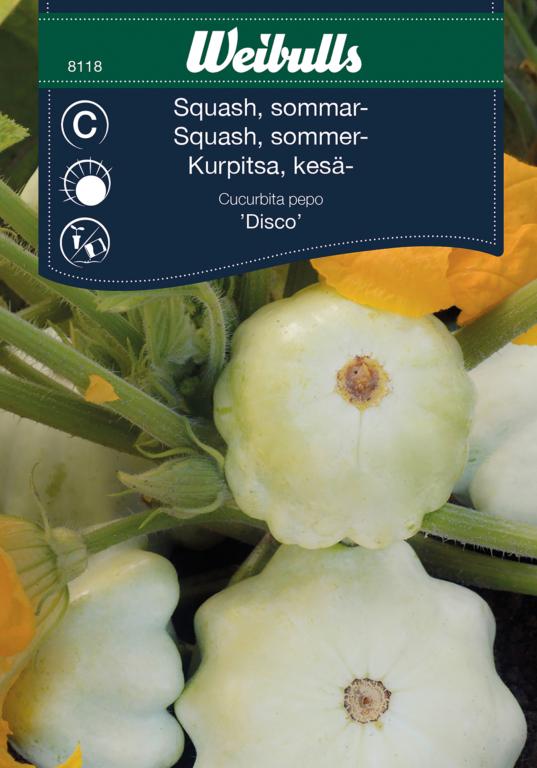 Squash sommer 'Disco'