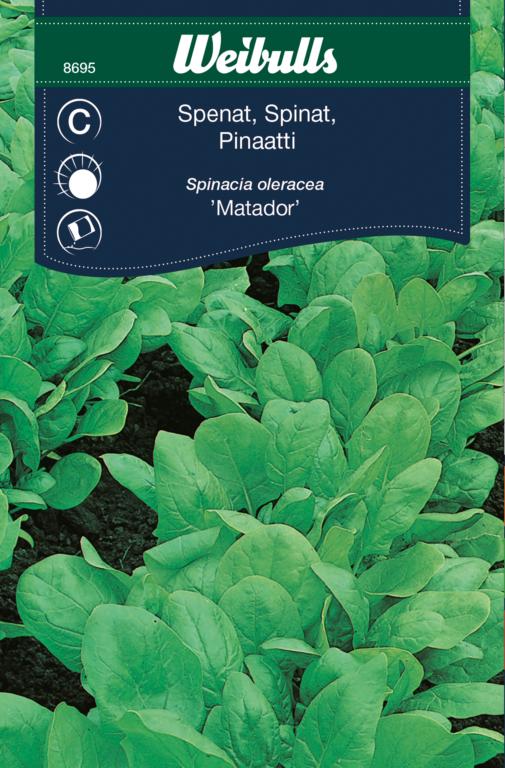 Spinat 'Matador'