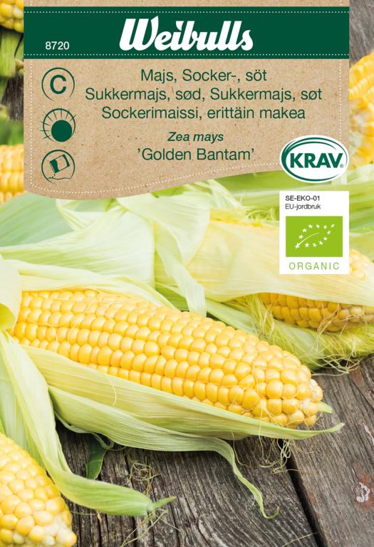 Majs, sød 'Golden Bantam' ØKO