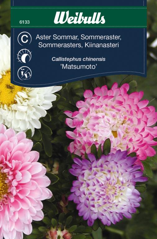 Asters sommer 'Matsumoto'