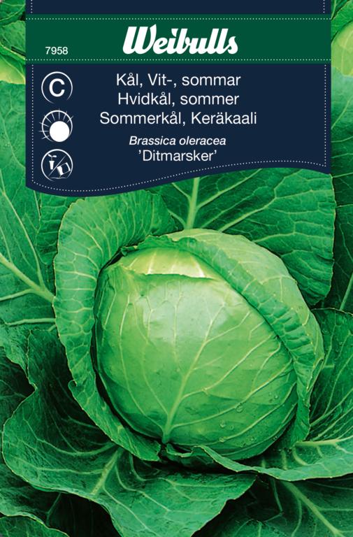 Hvidkål sommer 'Ditmarsker'