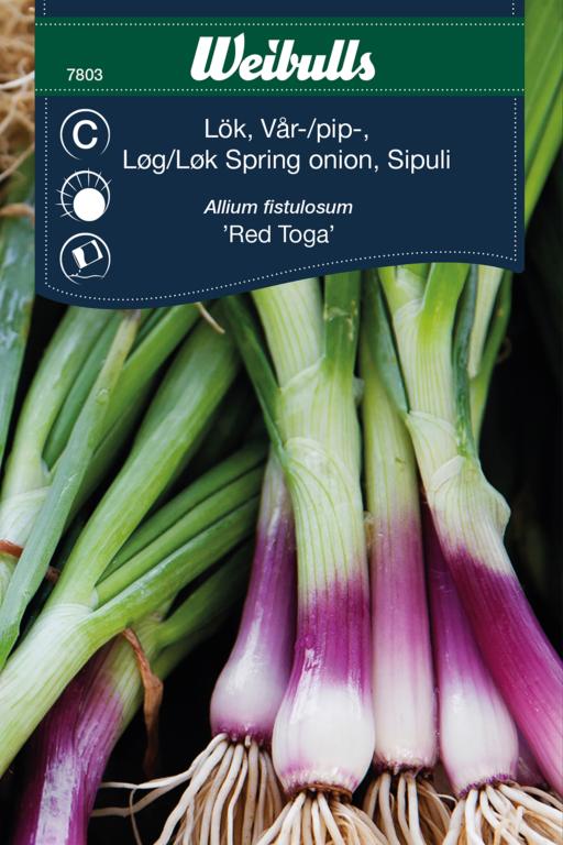 Løg, Forårs- 'Red Toga'