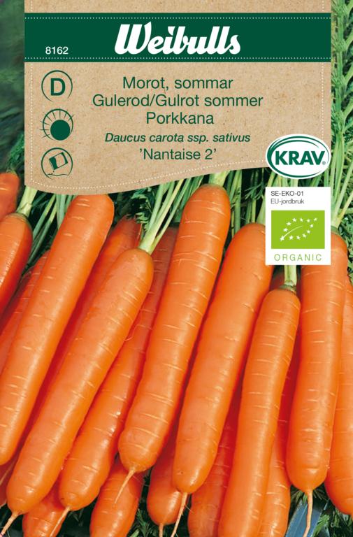 Gulerod, sommer 'Nantaise 2' ØKO