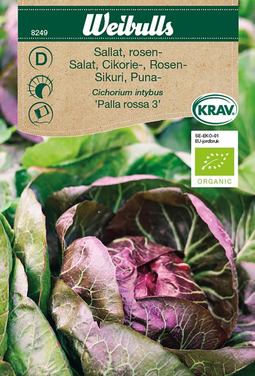 Salat rosen 'Palla Rossa 3' ØKO