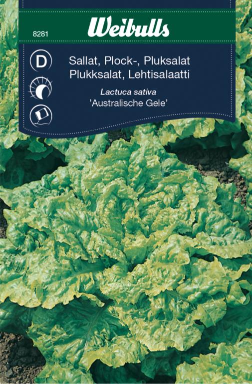 Salat pluk 'Australische Gele'