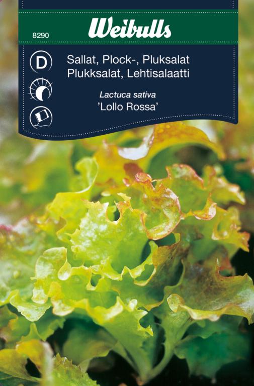 Salat pluk 'Lollo Rossa'