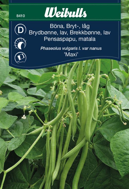 Bønne Haricots vert lav 'Maxi'