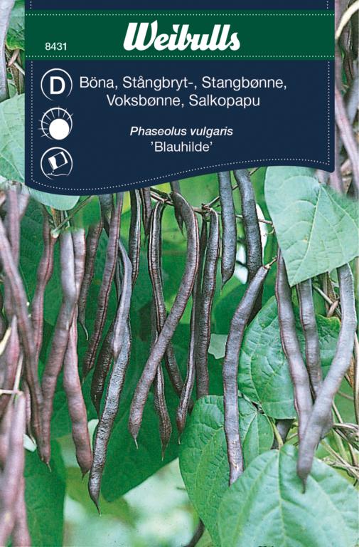 Bønne, voks 'Blauhilde'