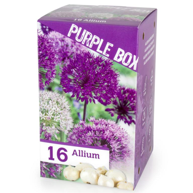 Allium The Purple Box, 16 stk.
