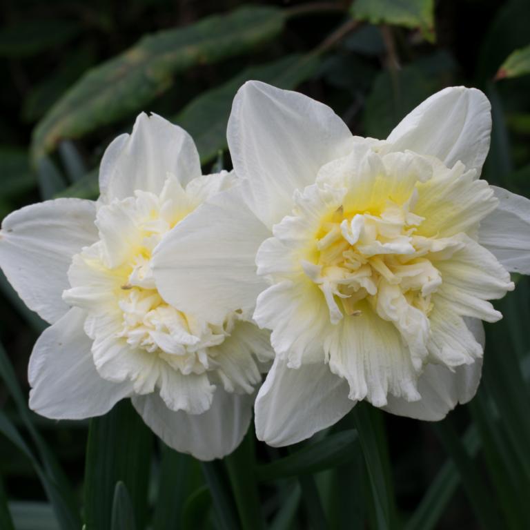 Narcissus White Lion