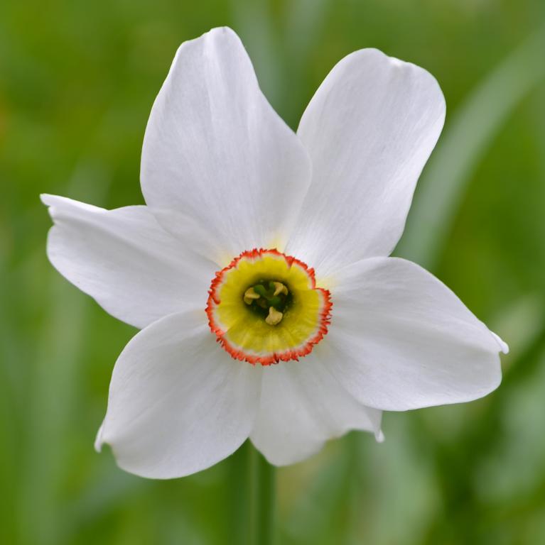 Narcissus Recurvus