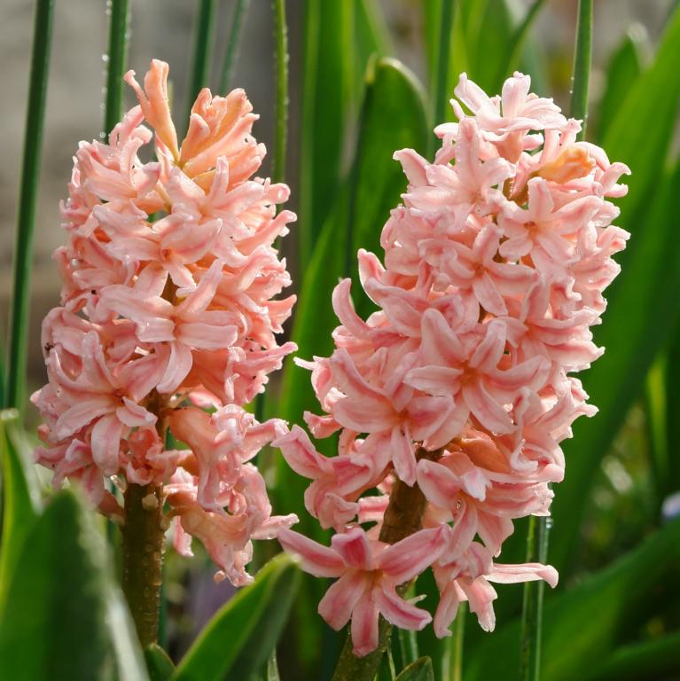 Hyacinthus Gipsy Queen