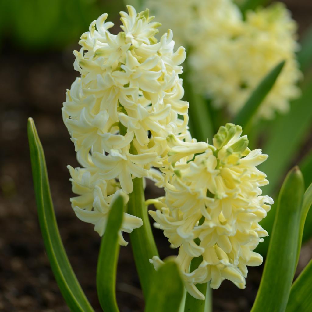 Hyacinthus City of Haarlem