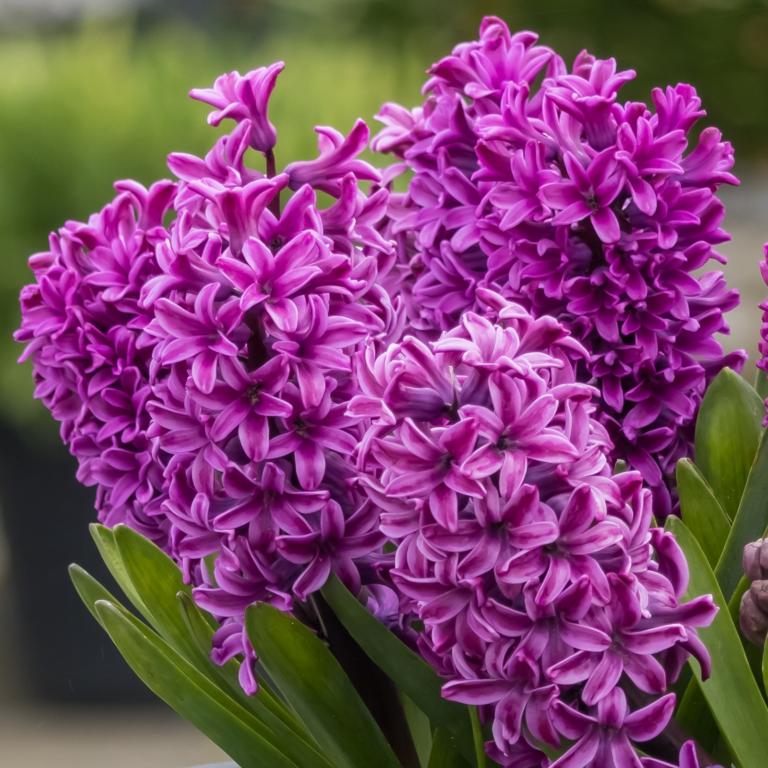 Hyacinthus Purple Sensation
