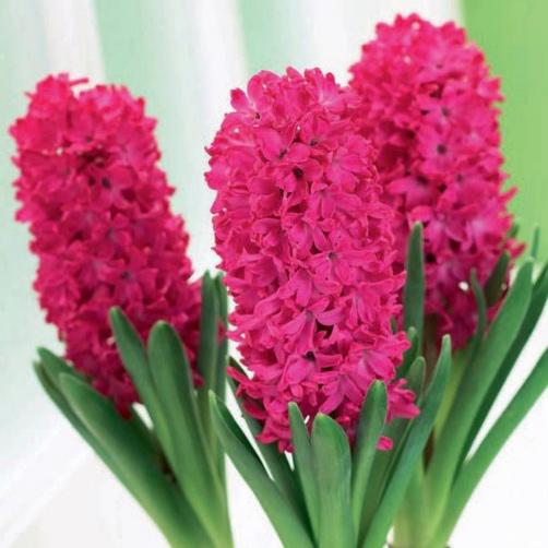 Hyacinthus Jan Bos