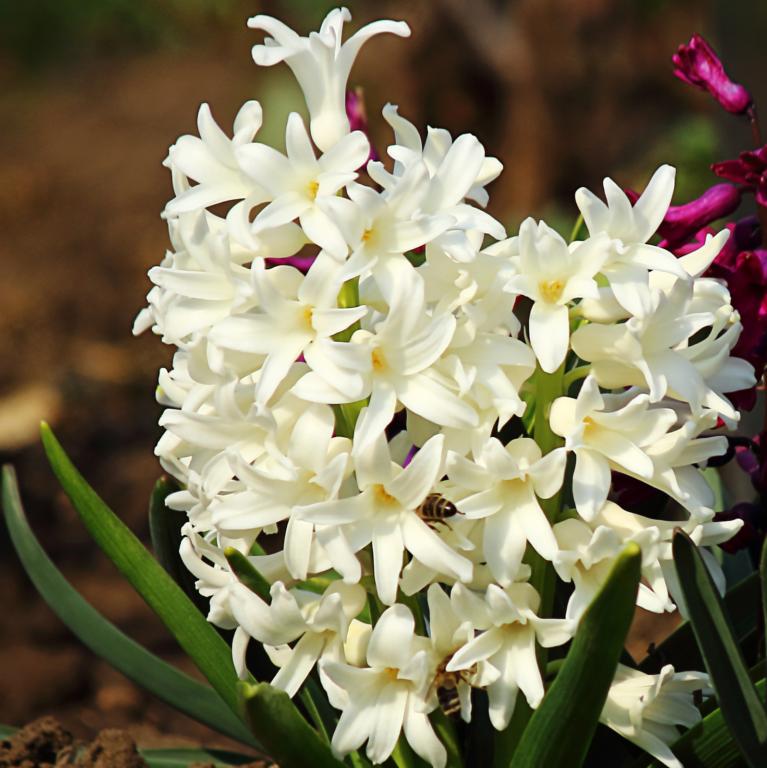Hyacinthus Carnegie