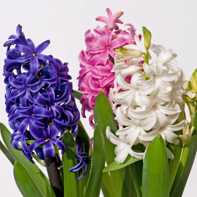 Hyacinthus Garden Mix