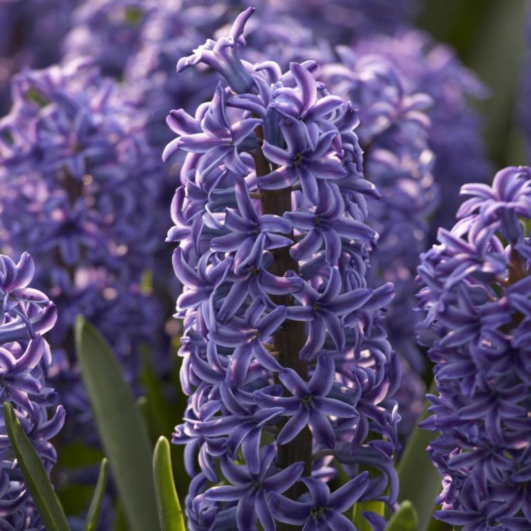 Hyacinthus Blue Jacket