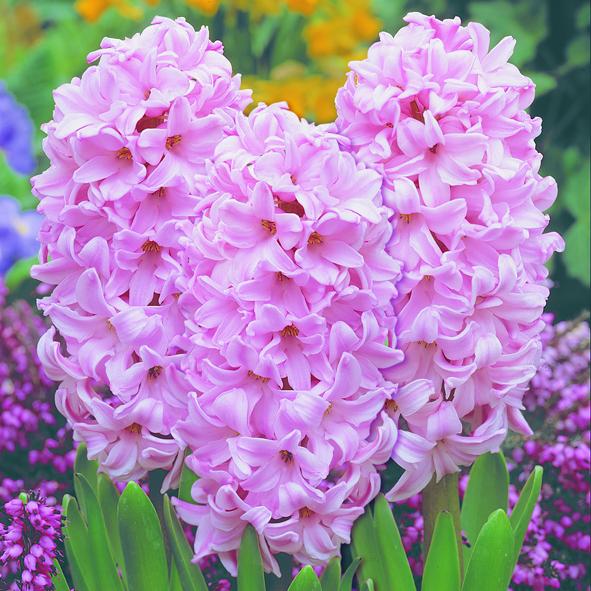 Hyacinthus Fondant